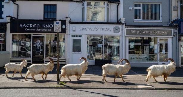 Conwy Pen Cefn Farm Holiday 阿贝尔格莱 外观 照片