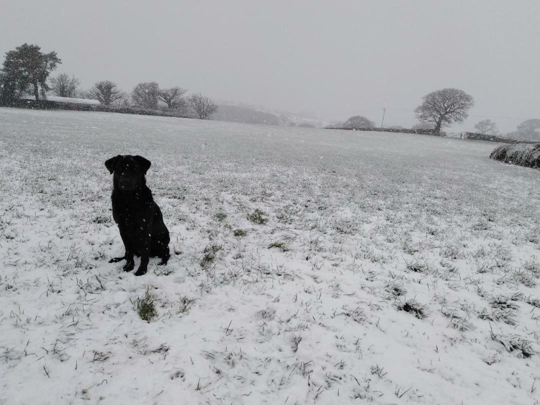 Conwy Pen Cefn Farm Holiday 阿贝尔格莱 外观 照片