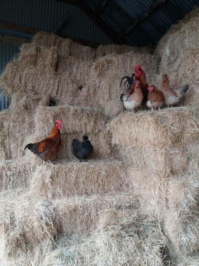 Conwy Pen Cefn Farm Holiday 阿贝尔格莱 外观 照片