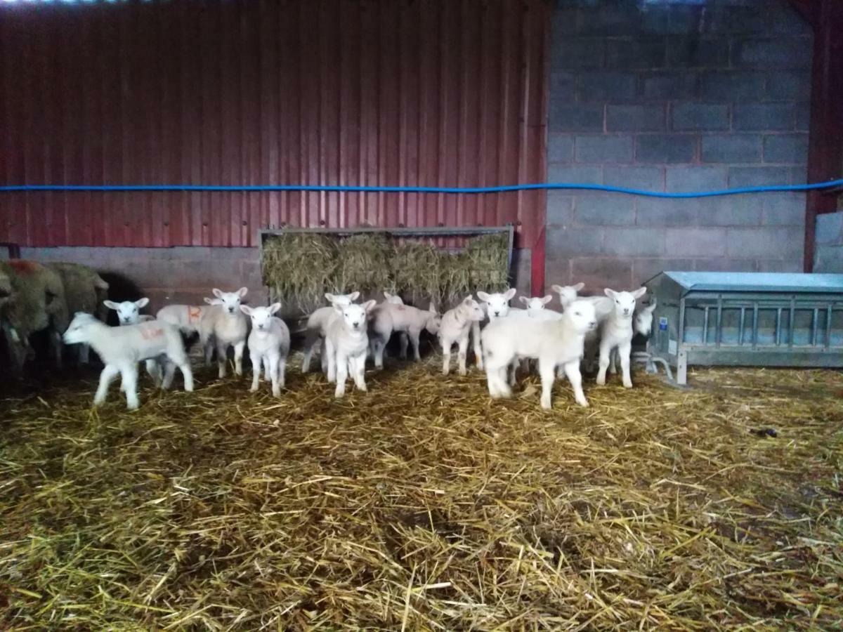 Conwy Pen Cefn Farm Holiday 阿贝尔格莱 外观 照片