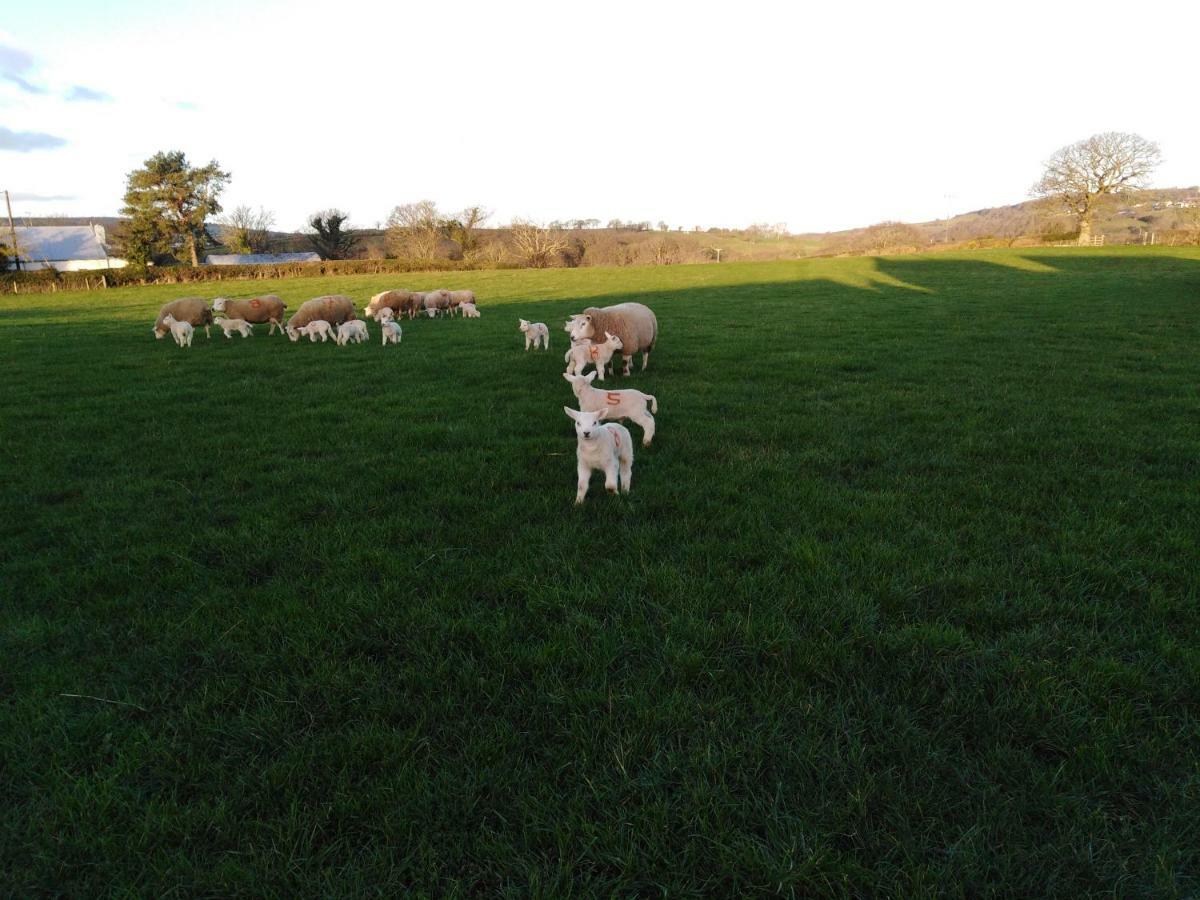 Conwy Pen Cefn Farm Holiday 阿贝尔格莱 外观 照片
